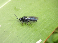 Argogorytes carbonarius