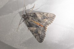 Catocala verrilliana