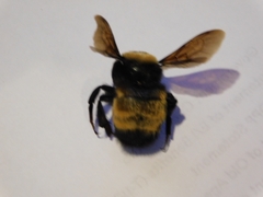 Bombus nevadensis