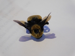 Bombus nevadensis