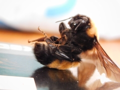 Bombus nevadensis