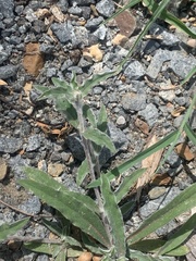 Froelichia gracilis