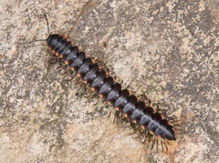 Streptogonopus phipsoni