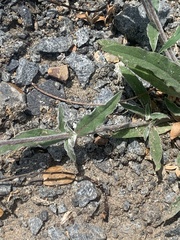 Froelichia gracilis
