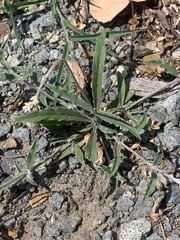Froelichia gracilis