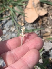Froelichia gracilis
