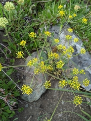Lomatium ambiguum
