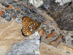 Boloria astarte astarte