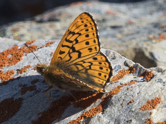 Boloria astarte astarte