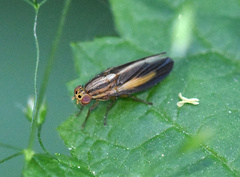 Peplomyza discoidea