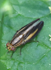Peplomyza discoidea