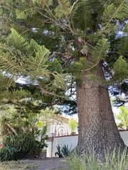 Araucaria