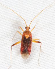 Phytocoris infuscatus