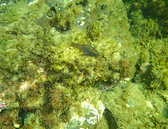 Vincentia conspersa