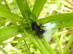 Argogorytes carbonarius