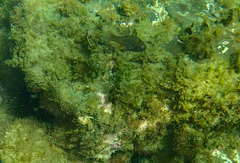 Vincentia conspersa