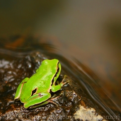 Hyla eximia