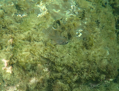 Vincentia conspersa