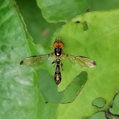 Calostigma