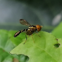 Calostigma