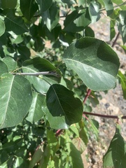 Pyrus calleryana