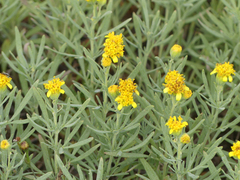 Picradeniopsis oppositifolia