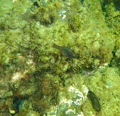 Vincentia conspersa