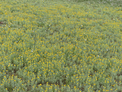 Picradeniopsis oppositifolia