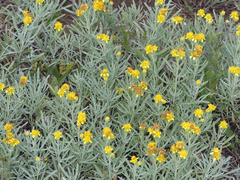 Picradeniopsis oppositifolia