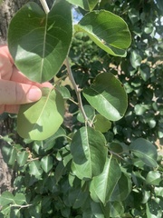Pyrus calleryana