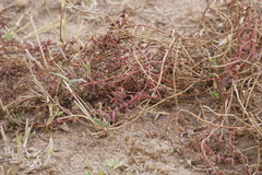 Gisekia pharnaceoides