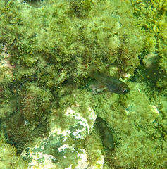 Vincentia conspersa