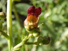 Scrophularia auriculata