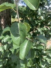 Pyrus calleryana
