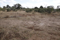 Gisekia pharnaceoides