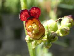 Scrophularia auriculata
