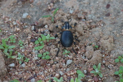 Brachycerus globosus