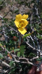 Chamaecrista greggii
