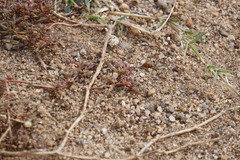 Gisekia pharnaceoides