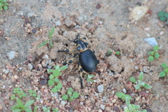 Brachycerus globosus