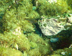 Vincentia conspersa