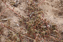 Gisekia pharnaceoides