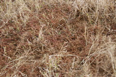 Gisekia pharnaceoides