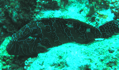 Cirrhitus rivulatus