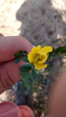 Chamaecrista greggii