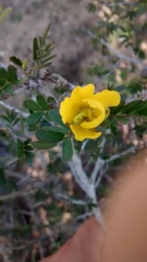 Chamaecrista greggii