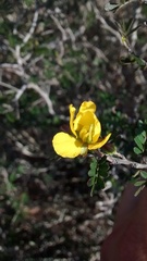 Chamaecrista greggii