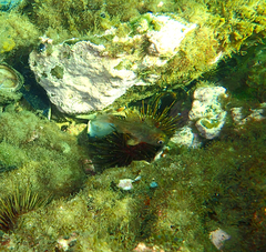 Vincentia conspersa