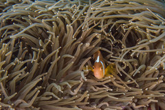 Amphiprion leucokranos