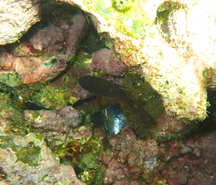 Vincentia conspersa